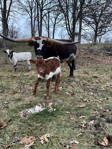 Heifer HC Shenandoah x CV Maverick
