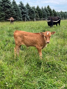Bull Calf-Patsy X No Rules