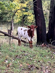 Heifer TCC Lucky Utopia X AA Wows Fancy