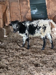 58 RVR MIDNIGHT BLUES 