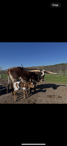 Shenandoah bull 2024