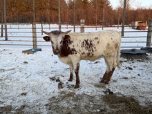 56 Fancy Heifer