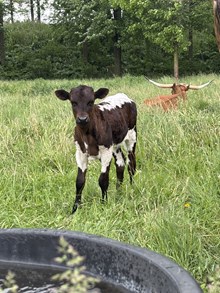 51 Jada heifer 