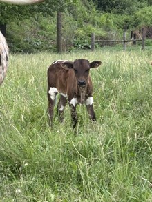 50 On Edge Heifer