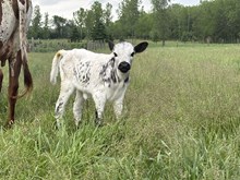 54 smokeshow heifer 