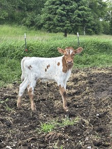 53 faith dragon fruit bull