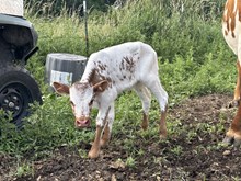 56 Fancy Heifer
