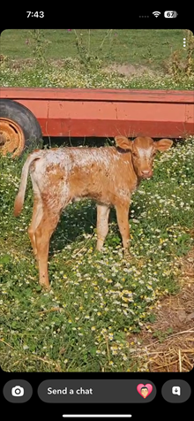Pankow Heifer