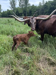 57 Wildfire Heifer