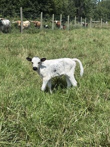 58 Shades of Lace Bull 