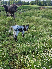 58 RVR MIDNIGHT BLUES 