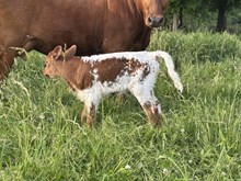 55 Rita Heifer